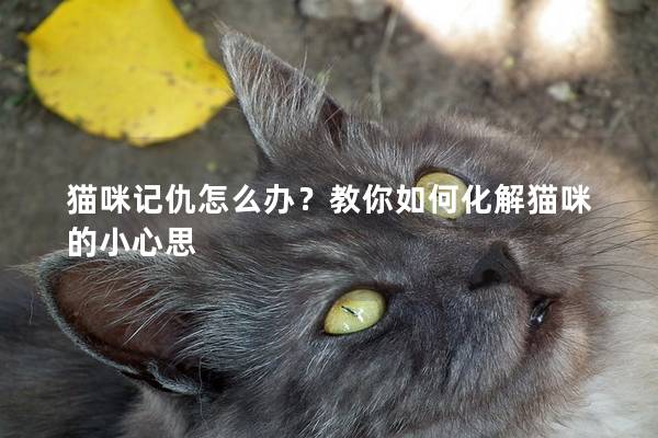 猫咪记仇怎么办？教你如何化解猫咪的小心思