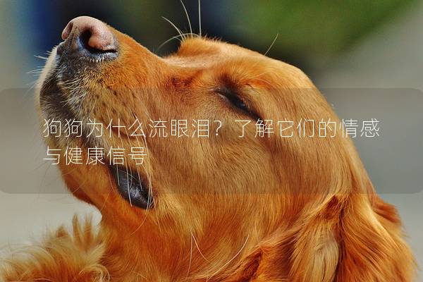狗狗为什么流眼泪？了解它们的情感与健康信号