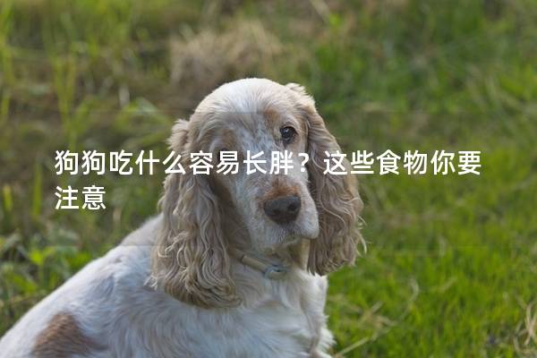 狗狗吃什么容易长胖？这些食物你要注意