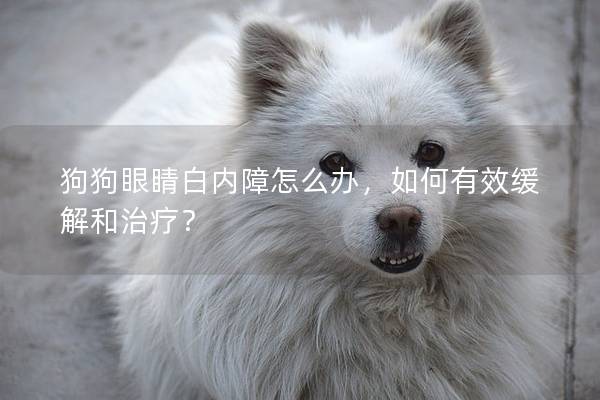 狗狗眼睛白内障怎么办，如何有效缓解和治疗？