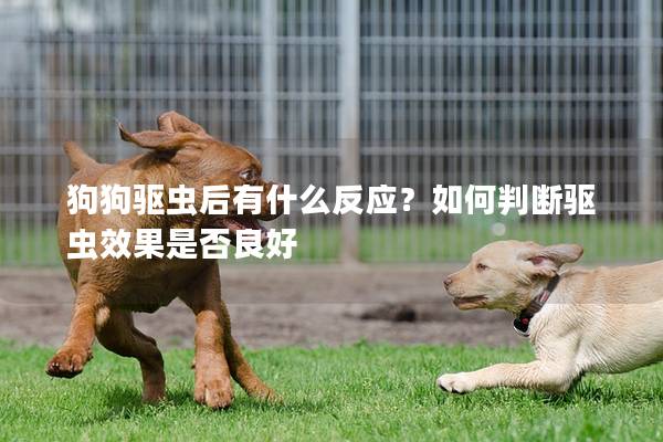 狗狗驱虫后有什么反应？如何判断驱虫效果是否良好