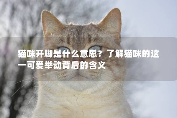 猫咪开脚是什么意思？了解猫咪的这一可爱举动背后的含义