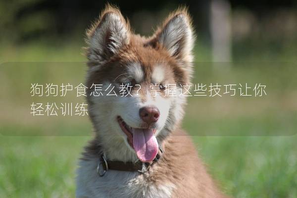 狗狗护食怎么教？掌握这些技巧让你轻松训练