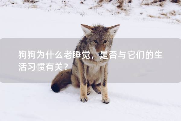 狗狗为什么老睡觉，是否与它们的生活习惯有关？