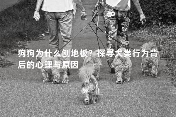 狗狗为什么刨地板？探寻犬类行为背后的心理与原因