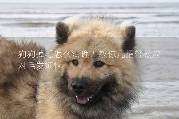 狗狗掉毛怎么清理？教你几招轻松应对毛发烦恼