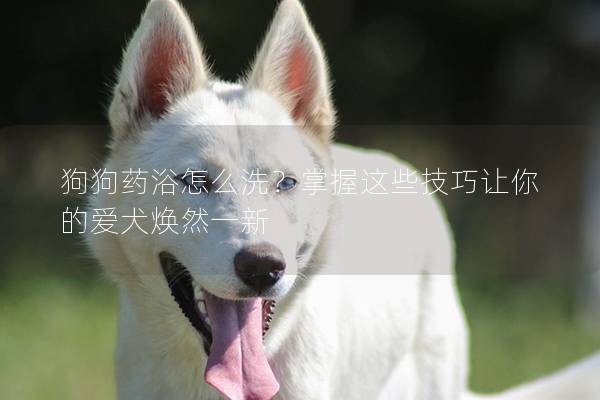 狗狗药浴怎么洗？掌握这些技巧让你的爱犬焕然一新
