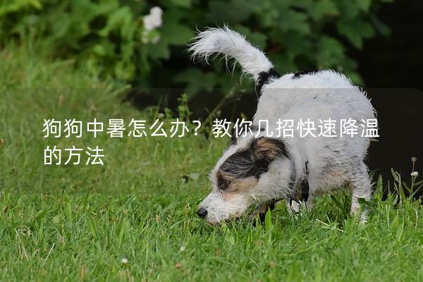 狗狗中暑怎么办？教你几招快速降温的方法