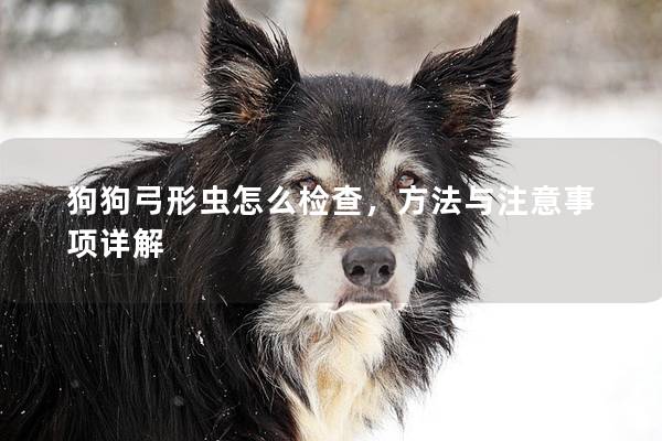 狗狗弓形虫怎么检查，方法与注意事项详解