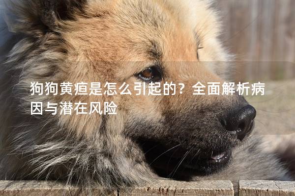 狗狗黄疸是怎么引起的？全面解析病因与潜在风险