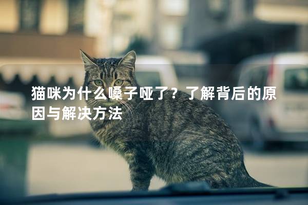猫咪为什么嗓子哑了？了解背后的原因与解决方法
