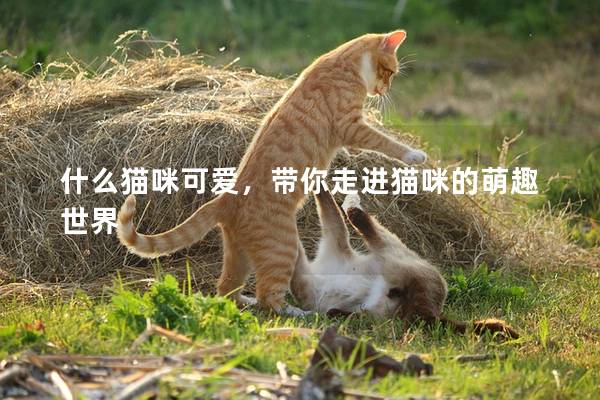 什么猫咪可爱，带你走进猫咪的萌趣世界