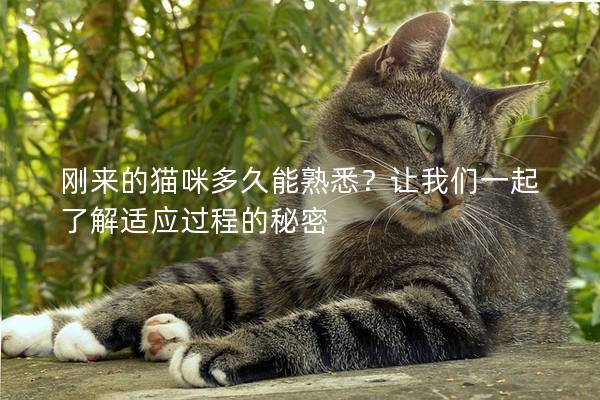 刚来的猫咪多久能熟悉？让我们一起了解适应过程的秘密