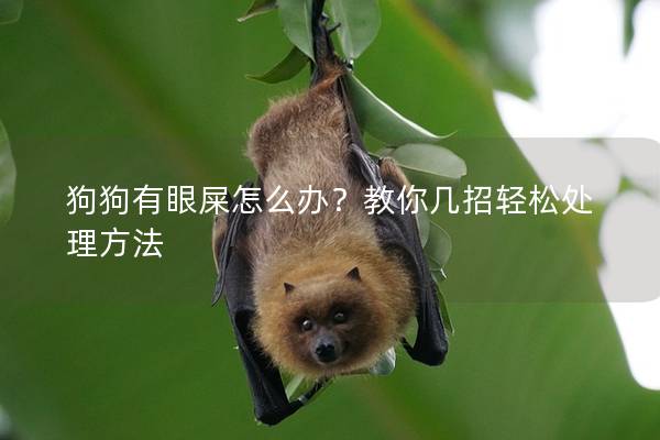 狗狗有眼屎怎么办？教你几招轻松处理方法