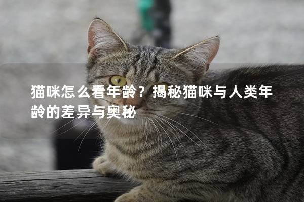 猫咪怎么看年龄？揭秘猫咪与人类年龄的差异与奥秘