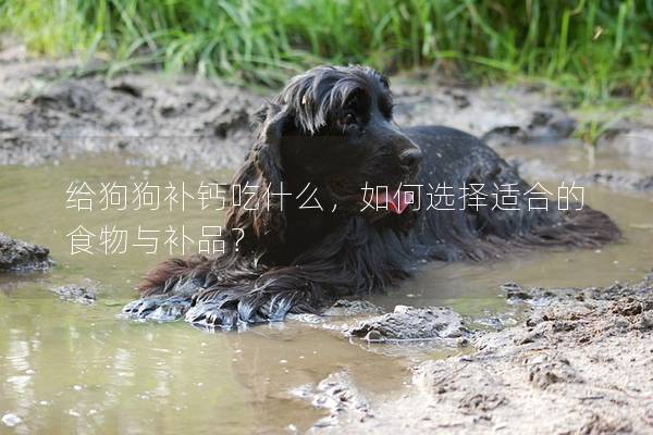 给狗狗补钙吃什么，如何选择适合的食物与补品？