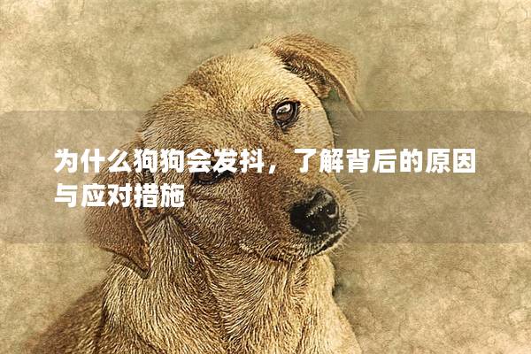 为什么狗狗会发抖，了解背后的原因与应对措施