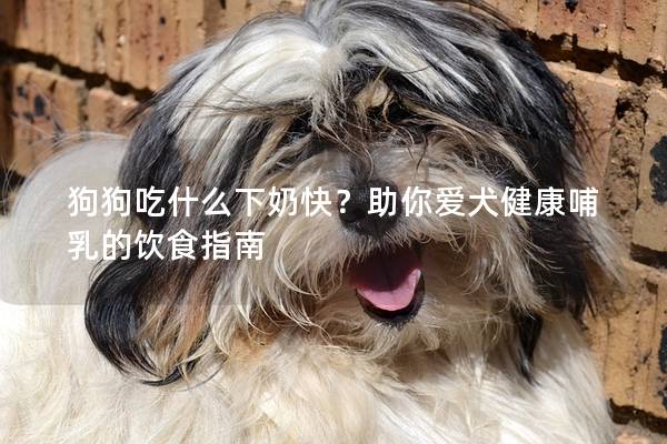 狗狗吃什么下奶快？助你爱犬健康哺乳的饮食指南