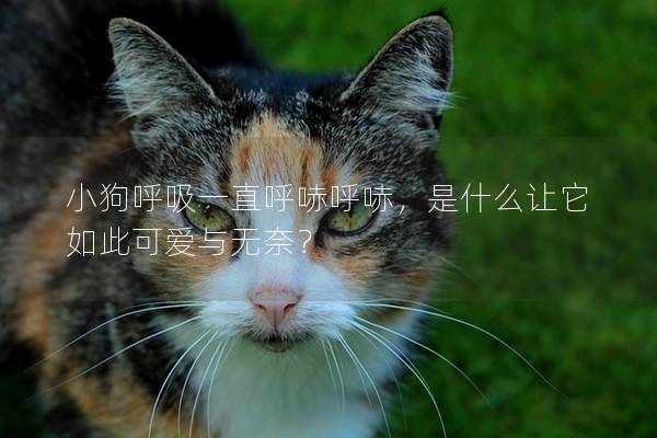 小狗呼吸一直呼哧呼哧，是什么让它如此可爱与无奈？