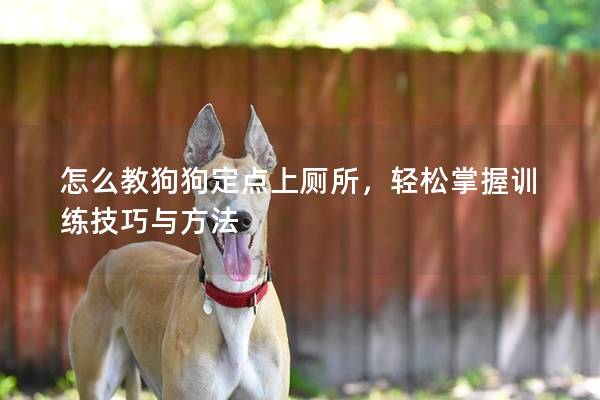 怎么教狗狗定点上厕所，轻松掌握训练技巧与方法