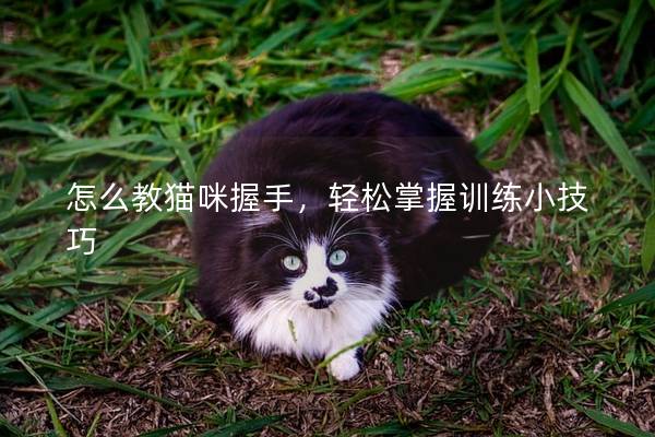 怎么教猫咪握手，轻松掌握训练小技巧