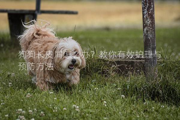 狗狗长皮屑怎么办？教你有效护理与预防方法