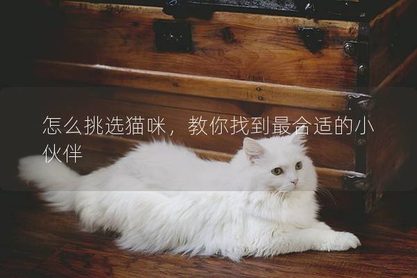 怎么挑选猫咪，教你找到最合适的小伙伴