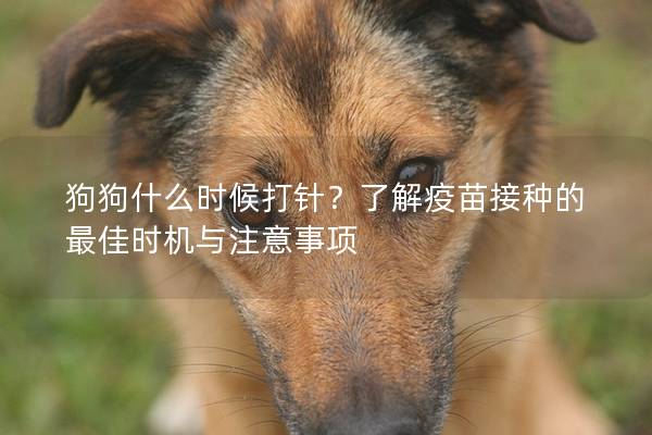 狗狗什么时候打针？了解疫苗接种的最佳时机与注意事项