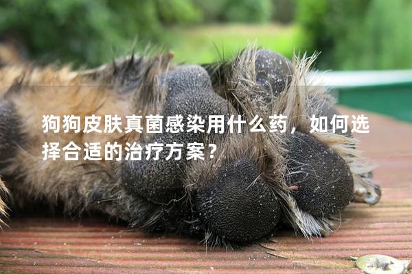 狗狗皮肤真菌感染用什么药，如何选择合适的治疗方案？