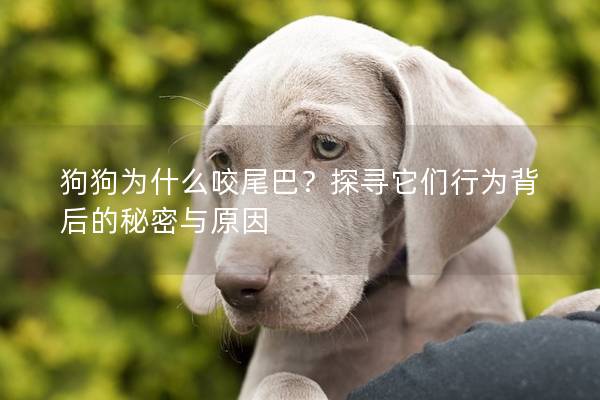 狗狗为什么咬尾巴？探寻它们行为背后的秘密与原因
