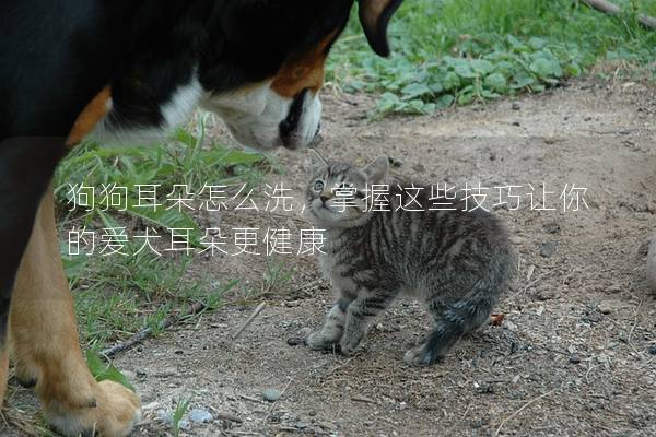 狗狗耳朵怎么洗，掌握这些技巧让你的爱犬耳朵更健康