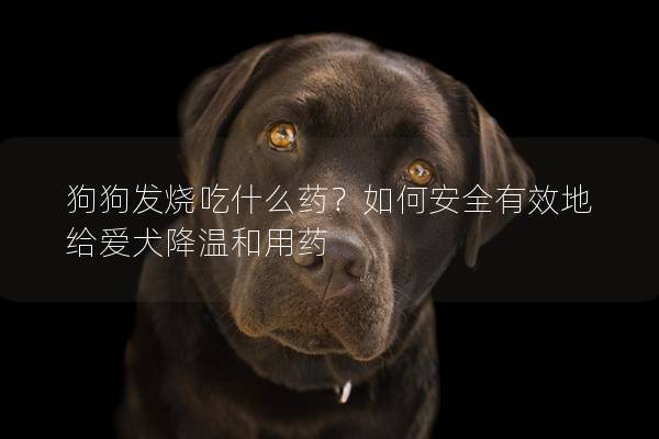 狗狗发烧吃什么药？如何安全有效地给爱犬降温和用药