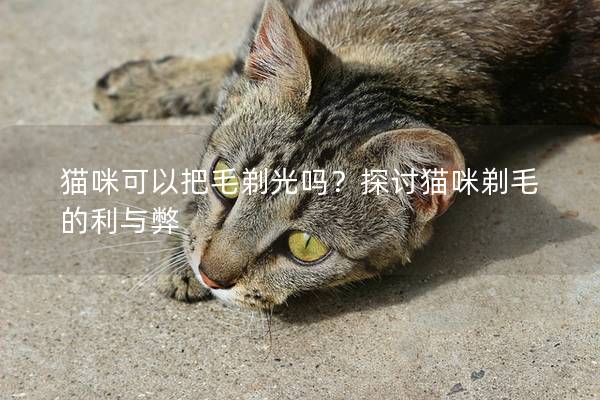 猫咪可以把毛剃光吗？探讨猫咪剃毛的利与弊