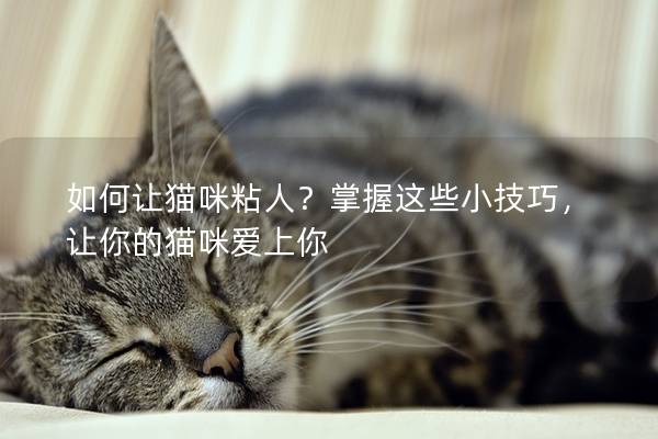 如何让猫咪粘人？掌握这些小技巧，让你的猫咪爱上你