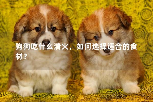 狗狗吃什么清火，如何选择适合的食材？