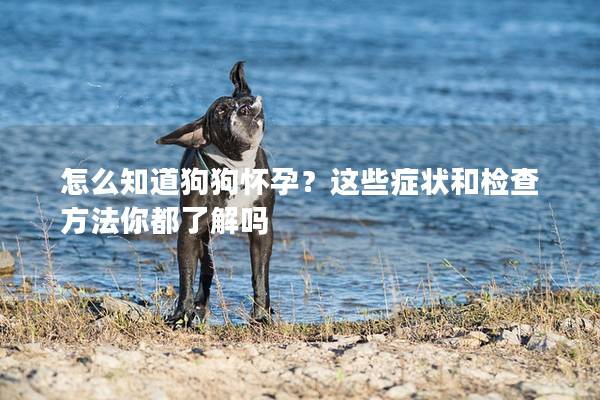 怎么知道狗狗怀孕？这些症状和检查方法你都了解吗