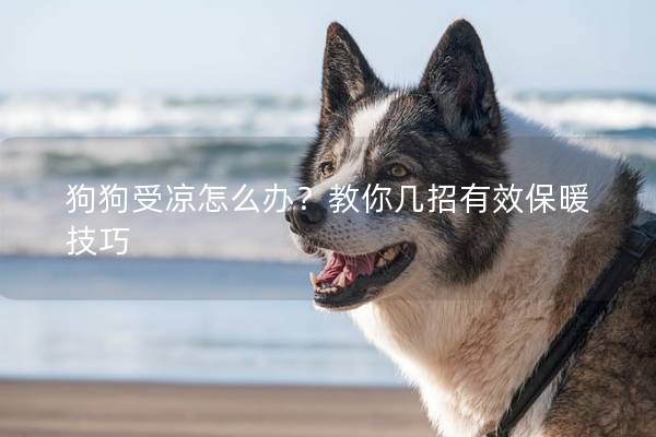 狗狗受凉怎么办？教你几招有效保暖技巧