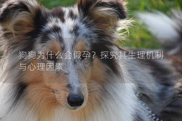 狗狗为什么会假孕？探究其生理机制与心理因素