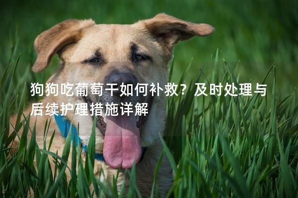 狗狗吃葡萄干如何补救？及时处理与后续护理措施详解