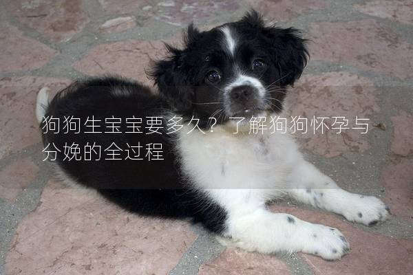 狗狗生宝宝要多久？了解狗狗怀孕与分娩的全过程