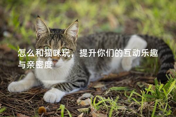 怎么和猫咪玩，提升你们的互动乐趣与亲密度