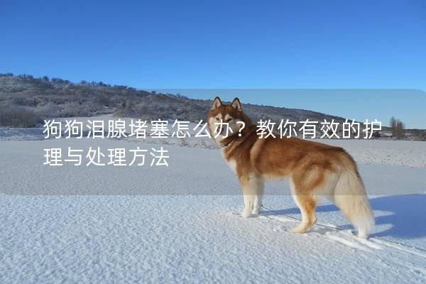 狗狗泪腺堵塞怎么办？教你有效的护理与处理方法
