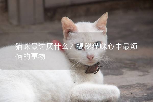 猫咪最讨厌什么？揭秘猫咪心中最烦恼的事物