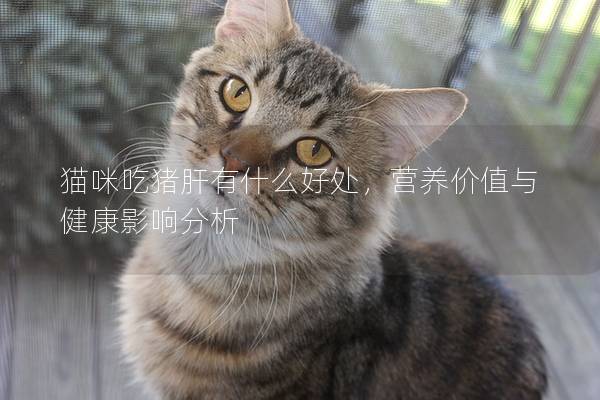 猫咪吃猪肝有什么好处，营养价值与健康影响分析