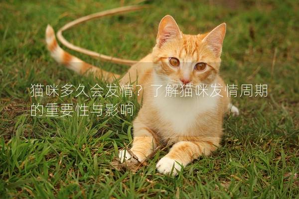 猫咪多久会发情？了解猫咪发情周期的重要性与影响