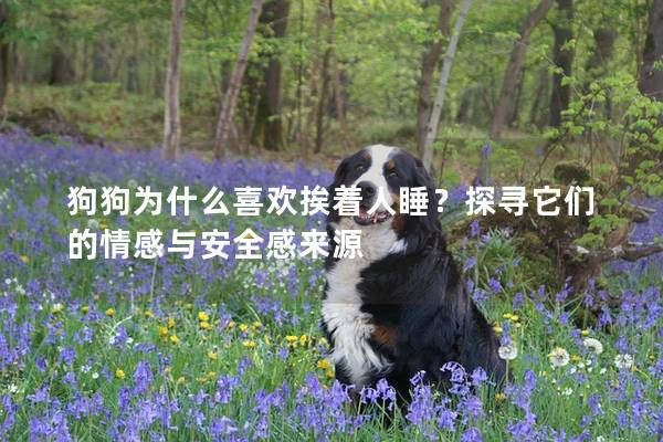 狗狗为什么喜欢挨着人睡？探寻它们的情感与安全感来源