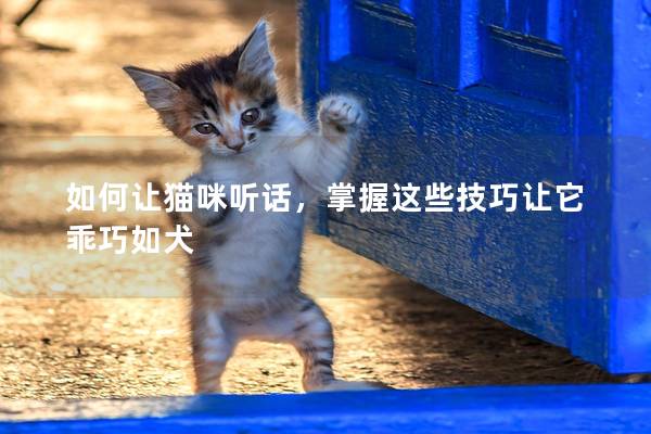 如何让猫咪听话，掌握这些技巧让它乖巧如犬