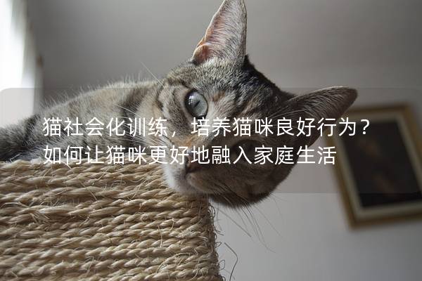 猫社会化训练，培养猫咪良好行为？如何让猫咪更好地融入家庭生活