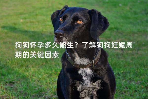 狗狗怀孕多久能生？了解狗狗妊娠周期的关键因素