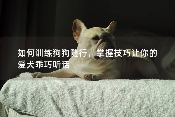 如何训练狗狗随行，掌握技巧让你的爱犬乖巧听话